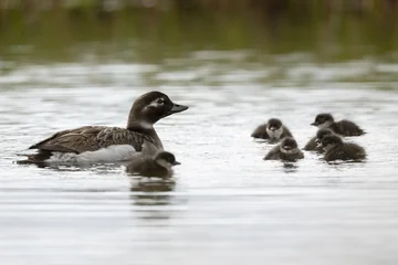 A female Long-tailed Duck with chicks. Russia, Yakutia © Shchipkova Elena