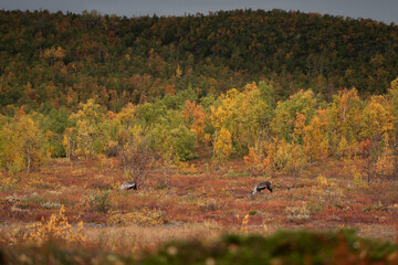 Reindeer (Rangifer tarandus) pair grazing in an arctic meadow, surrounded by birch trees in autumn colors © Jacob Hall