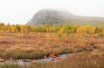 Stream in a mountain meadow in the Swedish arctic on a misty autumn morning © Jacob Hall