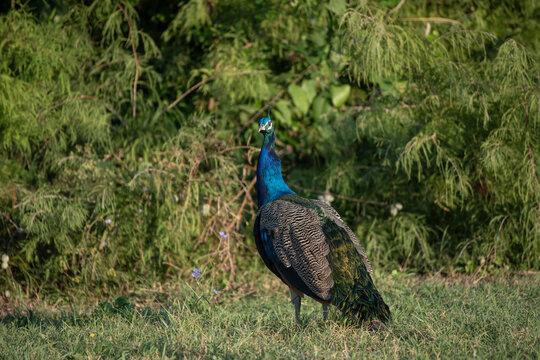 Paon bleu