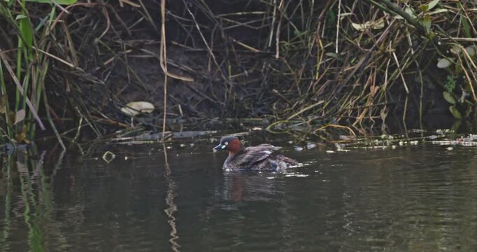 Little grebe Tachybaptus ruficollis swimming in pond water with babies on back, natural bird family behavior, wetland environment, nature documentary, slow motion.