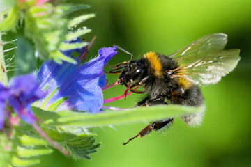Gartenhummel (Bombus hortorum) saugt Nektar an einer Blüte des Natternkopfs © JuergenL