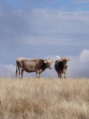 cattles in a pasture © 馨 杨