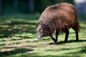 A fluffy dark brown ouessant sheep walking gracefully across a green grass field with its head lowered. © erwin