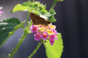 A skipper butterfly sipping nectar from a lantana flower © Mt. Cape