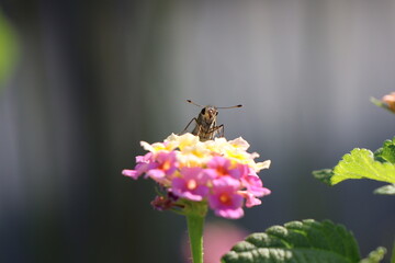 A skipper butterfly sipping nectar from a lantana flower © Mt. Cape