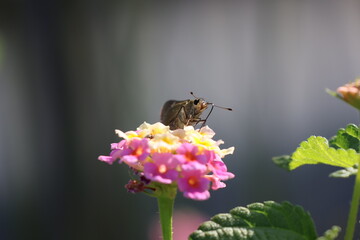 A skipper butterfly sipping nectar from a lantana flower © Mt. Cape