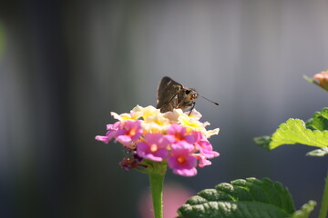 A skipper butterfly sipping nectar from a lantana flower © Mt. Cape