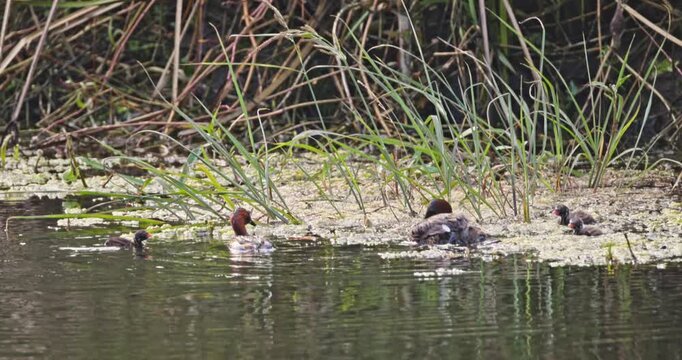 Little grebe family with chicks swimming in pond. Tachybaptus ruficollis parenting behavior in wetland habitat. Natural wildlife documentary, slow motion.