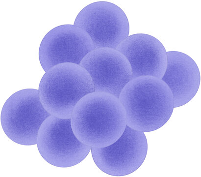 staphylococcus aureus illustration