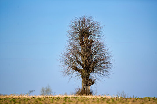 A solitary pollarded tree stands proudly in an open field under a vibrant clear blue sky in early spring.