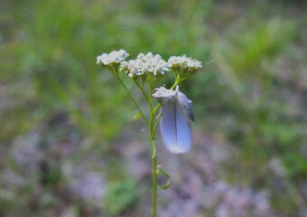 A small grey bird feather stuck to a blooming white yarrow flower (Achillea millefolium) in a meadow, close-up with a soft blurred green background. © Ivan Trybushnyi