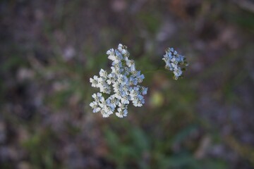 Detailed top view macro shot of white common yarrow (Achillea millefolium) inflorescence blooming in the wild with selective focus and a soft bokeh background © Ivan Trybushnyi