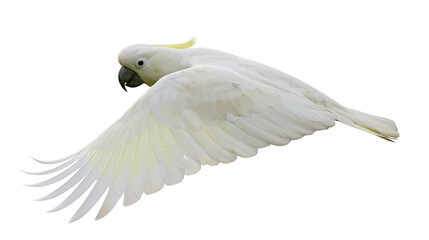 Sulphur crested cockatoo flying with wings spread wide © Lena