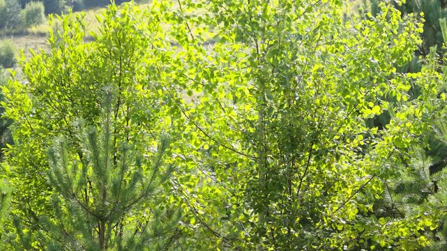 Bright green leaves of a young birch tree and needle branches of a pine sapling sway gently in the breeze under warm sunlight at the edge of a forest.