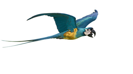 Blue and yellow macaw parrot in flight with wings spread wide © Lena