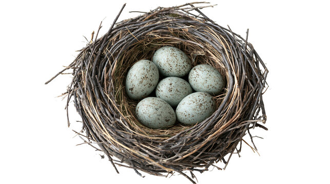 Woven twig bird nest containing five speckled light blue eggs