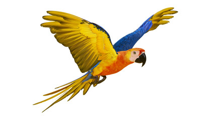 Vibrant yellow and blue macaw parrot in flight with wings spread wide © Lena