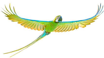 Vibrant green and yellow macaw parrot flying with wings spread wide © Lena