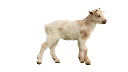 Young white and brown spotted baby goat standing in profile © Lena