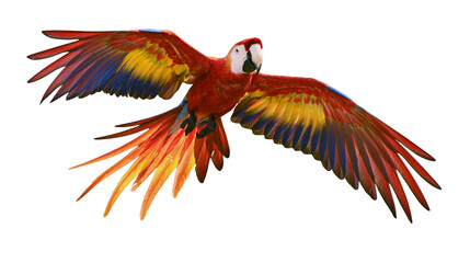Vibrant scarlet macaw parrot flying with wings spread wide © Lena