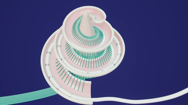 Cochlear implant electrode array firing inside a cutaway cochlea, signals running down the auditory nerve, loop
