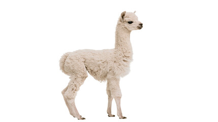 Young white fluffy alpaca standing in profile © Alex