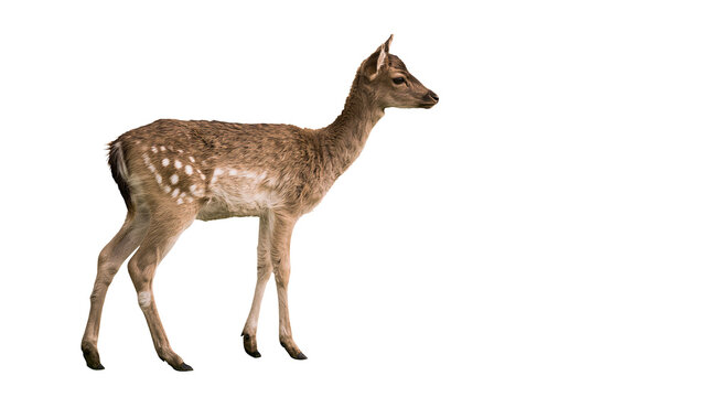 Young spotted fallow deer standing in profile