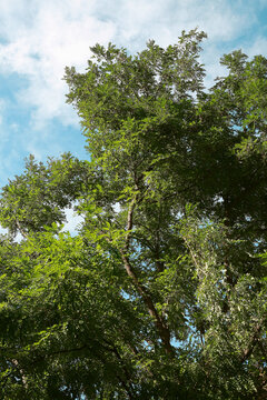 Tree with green leaves - view against the blue sky