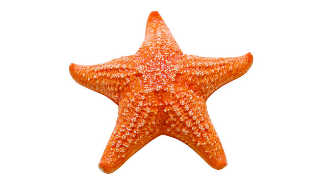 Bright orange starfish with textured bumpy surface and five pointed arms