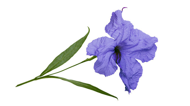 Single vibrant purple Ruellia simplex flower with green lanceolate leaves