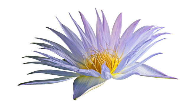 Light purple water lily flower with yellow stamen and pointed petals