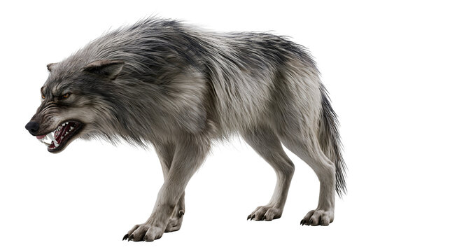 Snarling grey wolf with bared teeth and thick fur standing in profile