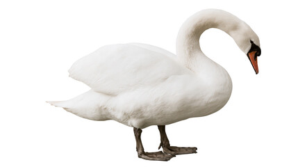 Elegant white mute swan standing with curved neck and orange beak © Liselotte