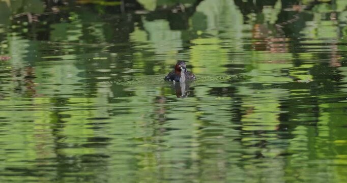 Little grebe Tachybaptus ruficollis swimming with shrimp prey in green pond water, natural hunting behavior, wildlife documentary background, slow motion.