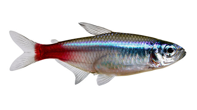 Neon tetra fish with iridescent blue stripe and red tail fin