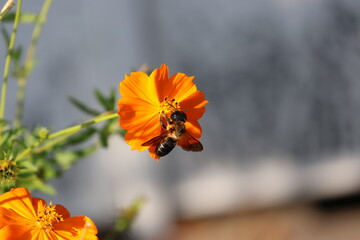 A carpenter bee sipping nectar from a yellow cosmos © Mt. Cape