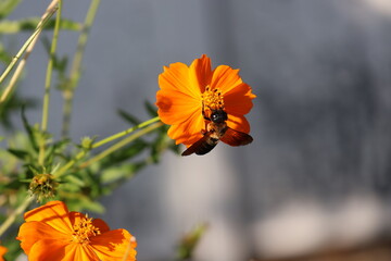 A carpenter bee sipping nectar from a yellow cosmos © Mt. Cape