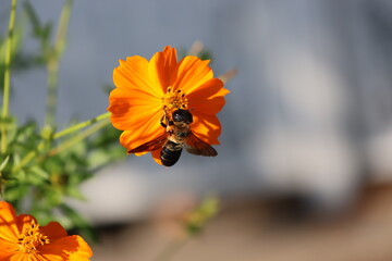 A carpenter bee sipping nectar from a yellow cosmos © Mt. Cape