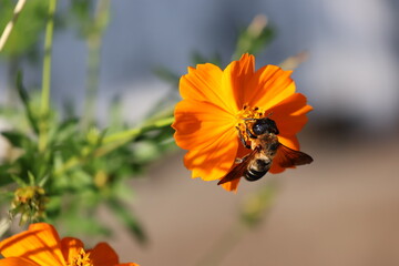 A carpenter bee sipping nectar from a yellow cosmos © Mt. Cape
