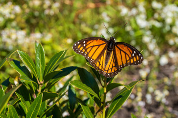 Orange and Black Butterfly with Wings Spread on Green Foliage   © Top Notch Graphic