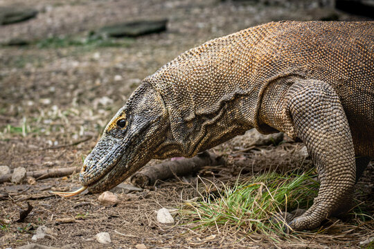 Close up of wild Komodo dragon with flicking yellow tongue walking in Komodo National Park, Indonesia