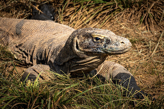 Komodo dragon basking in sunlight among dry grass in Komodo National Park, Indonesia