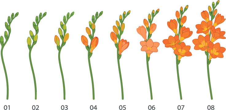 Freesia flower blooming growth stages sequence vector illustration from green bud to orange blossom