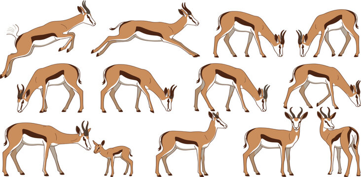 Springbok antelopes vector character collection showing wild gazelle running jumping grazing and standing poses