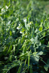 Summer green organic food background pea pods close up on plants outdoor © Olha Afanasieva
