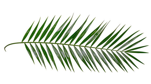 Single lush green pinnate palm leaf with long narrow leaflets