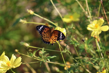 A brush-footed butterfly sipping nectar from a yellow cosmos flower © Mt. Cape