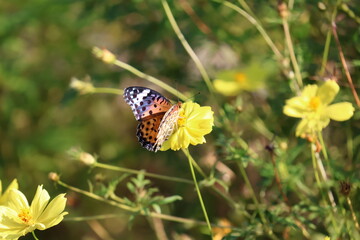 A brush-footed butterfly sipping nectar from a yellow cosmos flower © Mt. Cape