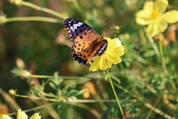 A brush-footed butterfly sipping nectar from a yellow cosmos flower © Mt. Cape
